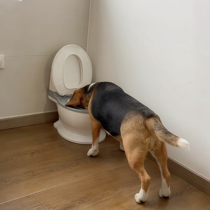 2026 New Funny Creative Shaped - Pet Feeders recension och pris
