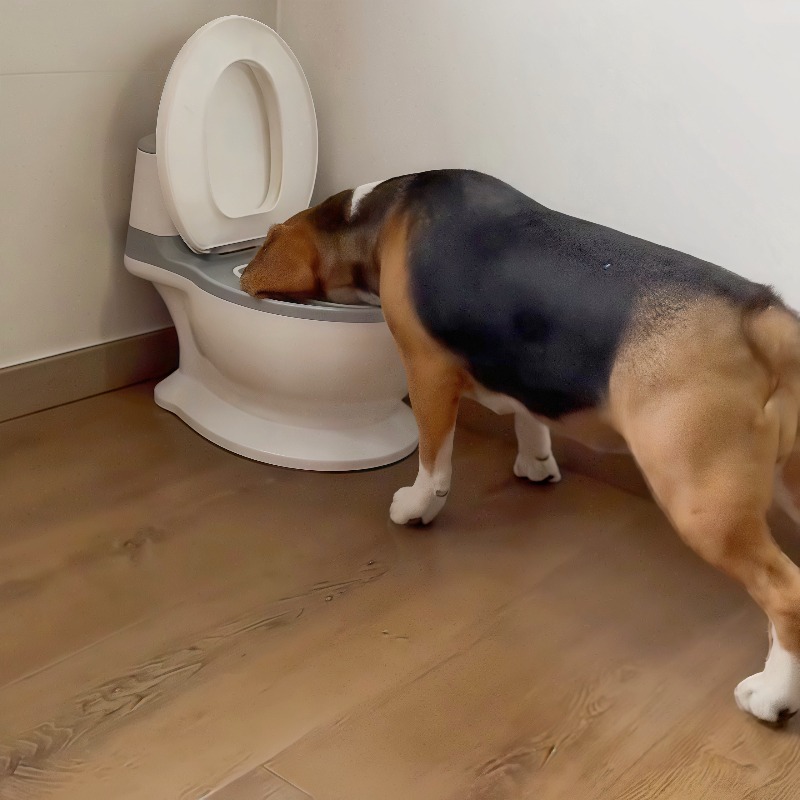 2026 New Funny Creative Shaped - Pet Feeders recension och pris